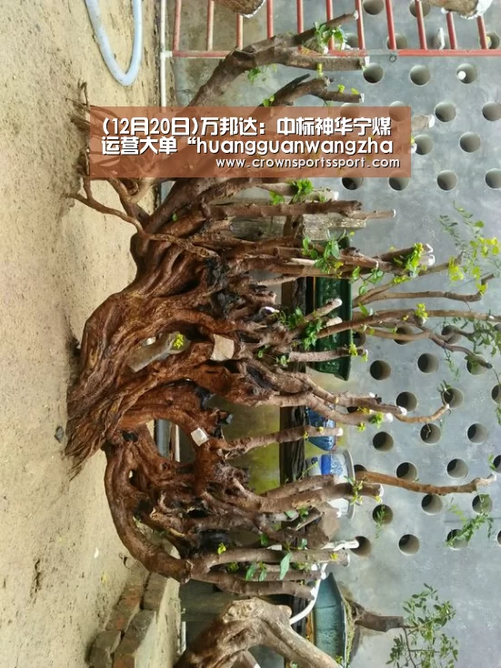 (12月20日)万邦达:中标神华宁煤运营大单“huangguanwangzhan”(图1) 皇冠最新网站官网